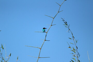Kingfisher bird with sitting on tree branch on the morning and blue sky on the background