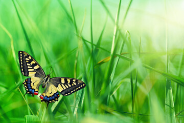 Green grass with butterfly. Spring landscape, perfect for background