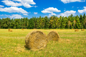 Beautiful summer rural landscape