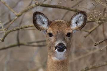 Portrait of a white-tailed deer