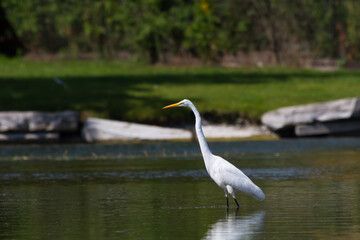 Great Egret wading in shallow water. 