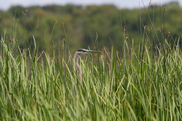 Great Blue heron sticks its head up from a large patch of cattails.