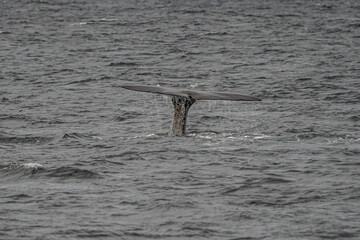 Fin from a sperm whale in north Norway