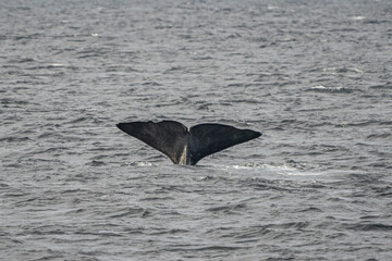 Fototapeta premium Fin from a sperm whale in north Norway