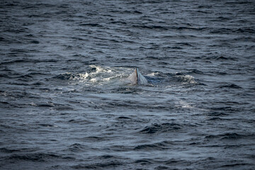 Obraz premium Blowing sperm whale before diving in north Norway