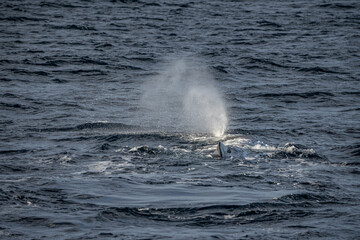 Blowing sperm whale before diving in north Norway