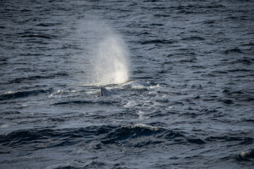 Fototapeta premium Blowing sperm whale before diving in north Norway