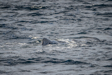 Fototapeta premium Blowing sperm whale before diving in north Norway