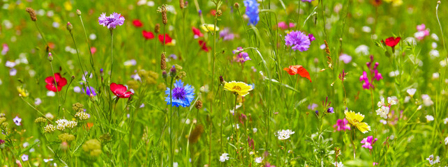 Beautiful colorful flower meadow, close-up.