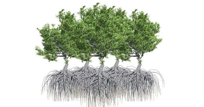Group of 5 Mangrove tree isolated on a white background with the wind gently blowing through the leaves. Mangrove coastline protection concept. 