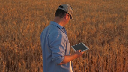 A farmer walks with tablet in wheat field at sunset. Organic grain on plantation. Agronomist farmer, businessman looks into tablet in a wheat field. Modern technologists and gadgets in agriculture.