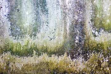 Weathered white concrete wall with algae, mold and lichen background and texture.