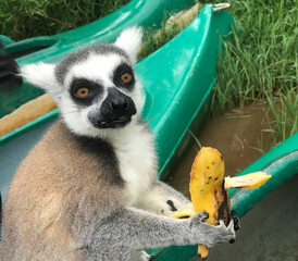 Ring lemur catta looking at camera and eating banana in rainforest, curious cute fluffy animal from Madagascar island Africa. © OLENA