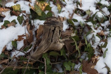 dry part of the tree in winter