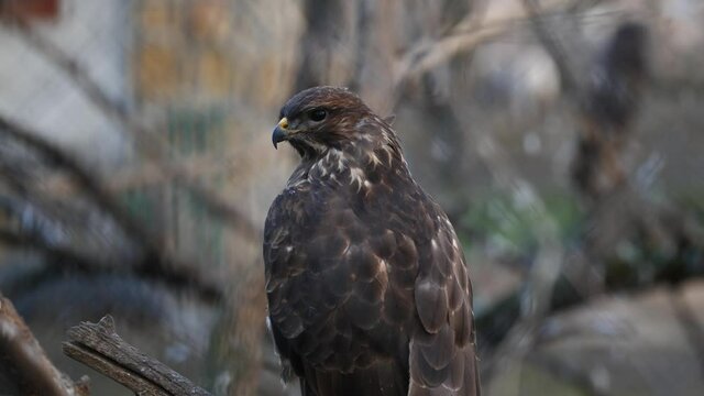 Closeup of a common buzzard