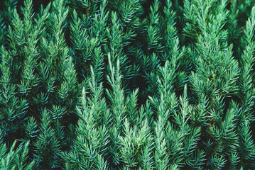 Fototapeta na wymiar Juniper plant as coniferous botanical textured background