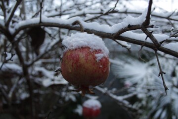 the pomegranate is still on the bush in winter