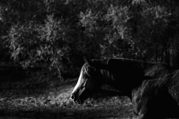 Mare horse on Texas ranch in dark low key lighting, equine art