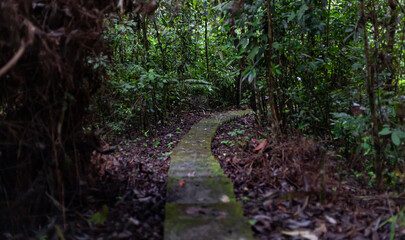 Narrow mossy path through the jungle with lots of plants