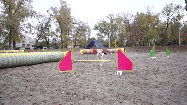 Border collie dog jumping at barrier on agility training at the autumn park, slow motion