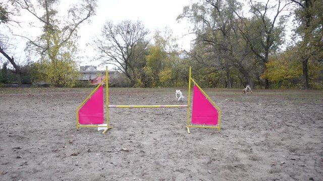 Border collie dog jumping at barrier on agility training at the autumn park, slow motion