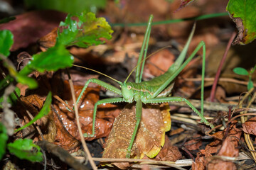 The predatory bush-cricket (lat. Saga pedo), of the family Tettigoniidae.