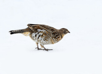 Fototapeta premium Ruffed Grouse Standing on Snow in Winter, Closeup Portrait