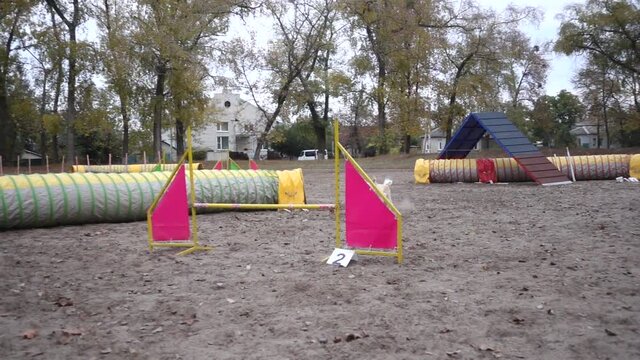 Border collie dog jumping at barrier on agility training at the autumn park, slow motion
