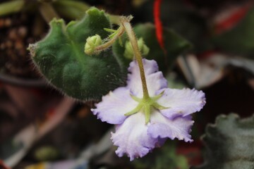 This is what happens to a violet when I forgot it in the car in winter