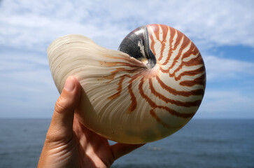 Indonesia Bali North Bali - Hand holding a giant tiger nautilus shell