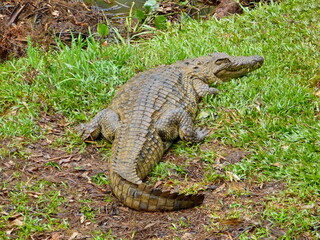Dangerous crocodile alligator in the river bank of rainforest in Madagascar Africa.
