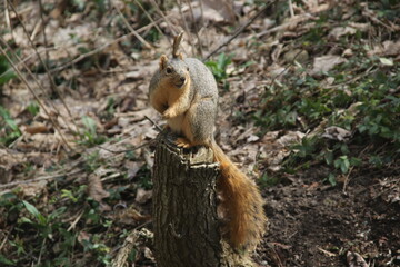 Eichhörnchen auf einem Baumstumpf im Frühling