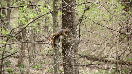 Eichhörnchen liegt entspannt auf einem Ast im Frühling