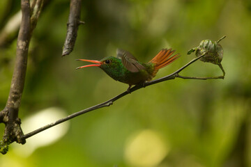 The rufous-tailed hummingbird (Amazilia tzacatl).