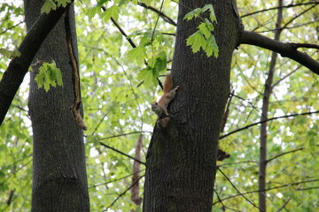 Eichhörnchen im Frühling, Klettern im Baum