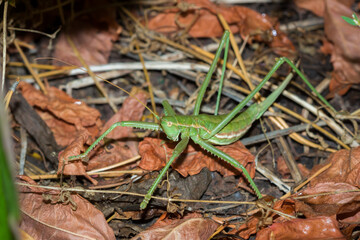 The predatory bush-cricket (lat. Saga pedo), of the family Tettigoniidae.