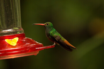The rufous-tailed hummingbird (Amazilia tzacatl).