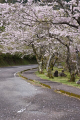 藺牟田池の周遊道路で咲く満開の桜	