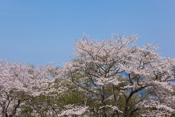 霧島市丸岡公園の満開のサクラ	