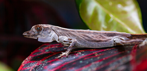 norops lizard iguanidae sits on a leaf and sheds its skin