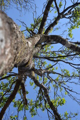 Big tree trunk Santalum album again