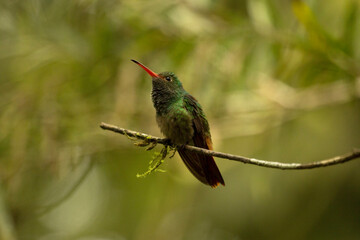 The rufous-tailed hummingbird (Amazilia tzacatl).