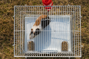 top view cage with a cute cavy