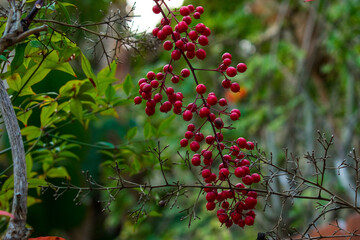 red berries on a branch