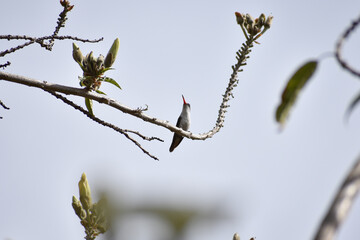 Colibrí (Amazalia violiceps)