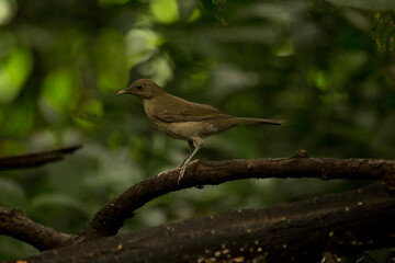 The Ecuadorian thrush (Turdus maculirostris).