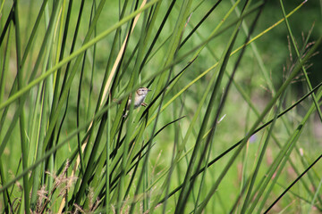 Saltapared Pantanero (Cistothorus palustris)