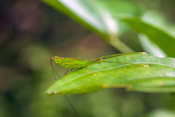 Grasshopper in nature