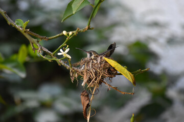 Colibrí Pico Ancho (Cynanthus latirostris) © Paulina