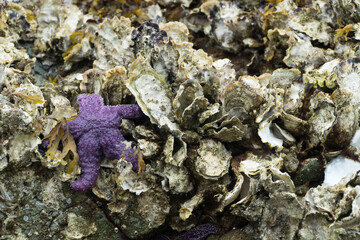 Starfish resting on oysters